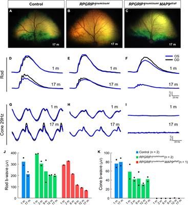 Molecular characterization of MAP9 in the photoreceptor sensory cilia as a modifier in canine RPGRIP1-associated cone-rod dystrophy